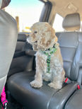 Chesley Hill Cockapoos NH family breeder of Cockapoo puppies. We lovingly raise Cockapoo puppies for sale to families in Boston, Cape Cod, NYC, Manhattan, Portsmouth, Philadelphia, Washington DC, Hartford, Newark, all of New England and the East Coast.