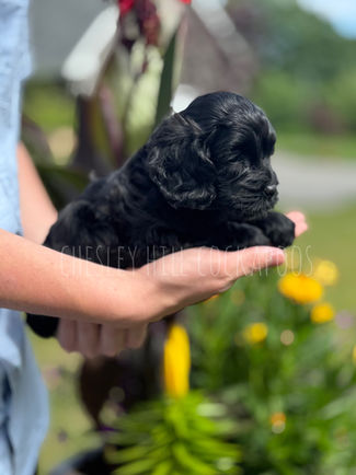 Beautiful F1 Cockapoo puppy lovingly raised in NH by Chesley Hill Cockapoos Connecticut's premier Cockapoo breeder with Cockapoo puppies for sale to families in Hartford, CT, NYC, Manhattan, Brooklyn, NY, Hartford, CT, Boston, Cape Cod, MA, Portsmouth, Merrimack, NH, Kennebunkport, ME, Newport, RI, NJ, VT, MD, FL, all of New England and East Coast to West Coast (CA, OR, WA).