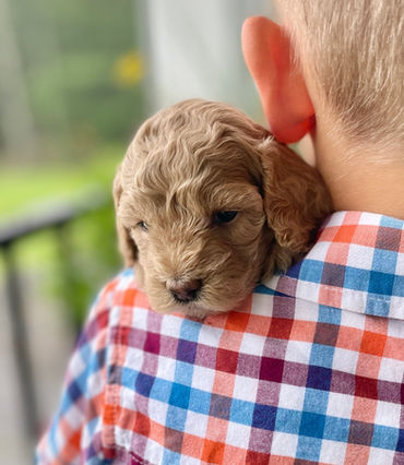 F1b Cockapoo puppy for sale Chesley Hill Cockapoos, New Hampshire Cockapoo breeder for families in Connecticut, New York, Rhode Island, Maine, Washington DC, Maryland, Boston and all of New England.