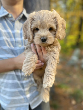 Adorable Cockapoo puppy in the arms of a young boy for the pups final photo shoot at Chesley Hill Cockapoos, New England breeder of Cockapoo puppies for families in Massachusetts, Boston, Cape Cod, New York, Manhattan, Brooklyn, New Jersey, Newark, Connecticut, Hartford, Bridgeport, New Hampshire, Portsmouth, Vermont, Maine, Philadelphia, Washington DC, Maryland, all of New England and the East Coast.