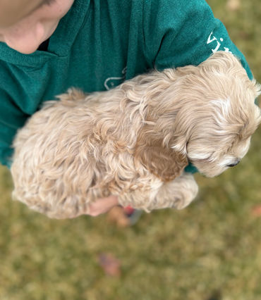 Buff with white markings female Cockapoo puppy lovingly held by a young boy in a green vineyard vines shirt while posing outdoors for the pups last photo shoot at Chesley Hill Cockapoos, New Hampshire Cockapoo breeder with Cockapoo puppies for sale to families in Boston, Cape Cod, Massachusetts, Manhattan, NYC, DUMBO, New York, Newport, Rhode Island, Hartford, Connecticut, Newark, New Jersey, Philadelphia, Pennsylvania, Portsmouth, New Hampshire, Vermont, Maine, Washington DC, Maryland, all of New England and the East Coast.