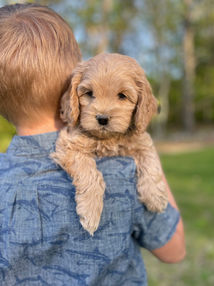 Handsome light apricot male Cockapoo puppy enjoying the New Hampshire fresh air and sunshine during his 7 week outdoor photo shoot at Chesley Hill Cockapoos, New England's premier Cockapoo breeder. Chesley Hill Cockapoos lovingly raises Cockapoo puppies for families in Boston, MA, Newport, RI, Greenwich, CT, Westport, CT, Darien, CT, Wilton, CT, New Canaan, CT, Hartford, CT, Bridgeport CT, Manhattan, NY, Sandspoint, NY, Brooklyn, NY, New York City, NY, Portsmouth, NH, Washington DC, Rockville, MD, Bowie, MD, ME, VT, all of New England and the East Coast.