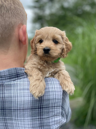 Adorable Cockapoo puppy lovingly held for his 6 week photo shoot outdoors in NH. This Cockapoo puppy and his littermates is part of the Chesley Hill Cockapoos family, New England's premier Cockapoo breeder working with families in NYC, Providence RI, Newport CT, New Haven CT, Newark NJ, Portsmouth NH, Boston Massachusetts, Portland ME, Washington DC, all of New England and the East Coast.