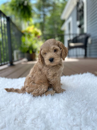 Handsome apricot male Cockapoo puppy posing outside on a sunny summer day on a white faux fur rug for his final photo shoot at Chesley Hill Cockapoos a Cockapoo breeder in New England and just north of Boston.  
Chesley Hill Cockapoos Cockapoo Breeders Massachusetts.