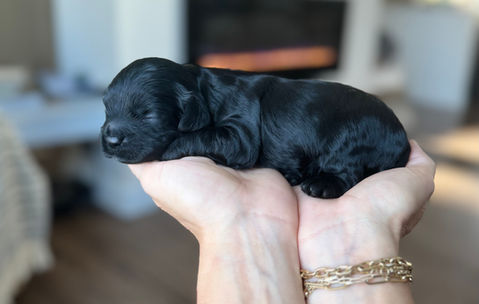 Black male Cockapoo puppy lovingly held in a boys hands for the pups first photo shoot at Chesley Hill Cockapoos, New England's premier Cockapoo breeder.   Chesley Hill Cockapoos raises Cockapoo puppies for families in Boston, Massachusetts, Hartford, Connecticut, New York City, Manhattan, Brooklyn, New York, Newport, Rhode Island, Newark, New Jersey,  New Hampshire, Maine, Vermont, Maryland, Washington DC, all of New England and the East Coast.