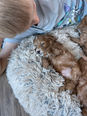 Apricot Cockapoo puppy sleeping on an earthtoned dog bed after playing with a young boy at Chesley Hill Cockapoos a boutique family breeder of Cockapoo puppies in New England.