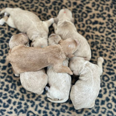 Newborn litter of buff and light apricot Cockapoo puppies cuddled up on a soft animal print blanket while being lovingly raised by Chesley Hill Cockapoos, New England's premier family Cockapoo breeder with pups for sale to families in NH, VT, ME, Boston, Cape Cod, MA, Newport, Providence, RI, Hartford, CT, Newark, NJ, Manhattan, NYC, NY, Philadelphia, Washington DC, MD, all of New England and the East Coast.