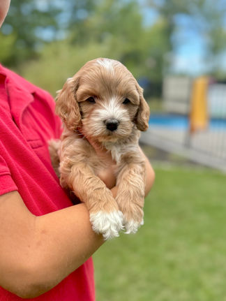 Handsome apricot with white markings F1 Cockapoo puppy lovingly held for his sunny summer 5 week puppy photo shoot at Chesley Hill Cockapoos NH Cockapoo breeder with Cockapoo puppies for sale to families in NH, MA, VT, CT, RI, ME, NJ, NY, PA, Washignton DC, MD, all of New England and the East Coast.
