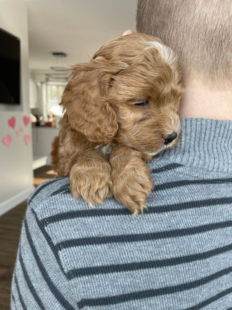Beautiful apricot with white markings Cockapoo puppy lovingly raised by Chesley Hill Cockapoos a family breeder in New England, providing happy and healthy Cockapoo puppies to families in Boston, Massachusetts, New England and the East Coast.