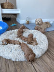 Apricot Cockapoo puppy happily playing while being raised by Chesley Hill Cockapoos a boutique family breeder of Cockapoo puppies in New England.