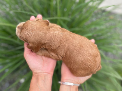 Adorable 2 week old male Cockapoo puppy being held by a woman during the puppy's outdoor photo shoot with a backdrop of green summer foliage and light blue skies.  He is being raised by Chesley Hill Cockapoos a family breeder of Cockapoo puppies located in New England providng happy and healthy Cockapoo puppies to loving families in Boston, MA, NH, VT, CT, RI, NY, NYC, ME, all of New England and the East Coast.
