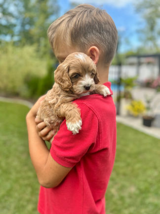 Handsome apricot with white markings F1 Cockapoo puppy lovingly held for his sunny summer 5 week puppy photo shoot at Chesley Hill Cockapoos NH Cockapoo breeder with Cockapoo puppies for sale to families in NH, MA, VT, CT, RI, ME, NJ, NY, PA, Washignton DC, MD, all of New England and the East Coast.
