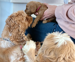 Cockapoo puppies for sale to Massachusetts families.