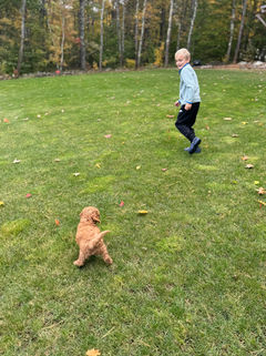 Adorable apricot F1b Cockapoo puppy lovingly held by a young boy on a lovely New England Fall Day for the pups' final photo shoot at Chesley Hill Cockapoos NH Cockapoo breeder with puppies for sale to families in MA, NYC, CT, RI, NH, NJ, VT, ME, MD, Washington DC, all of New England and the East Coast.