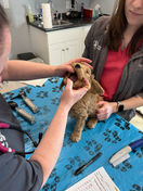 F1b Cockapoo puppies at their final vet check while at Chesley Hill Cockapoos New England's premier Cockapoo breeder.  Chesley Hill Cokapoos has Cockapoo puppies for sale to families in New York, Connecticut, Rhode Island, Massachusetts, Philadelphia, Washington DC, New Hampshire, Vermont, Maine, all of New England and the East Coast.