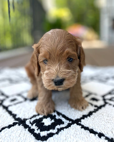 Handsome 4 week old apricot male Cockapoo puppy posed outside on a beautiful sunny day with summer greens as the backdrop.  He is being lovingly raised by Chesley Hill Cockapoos a family breeder of Cockapoo puppies in NH, just north of Boston.  We provide happy and healthy Cockapoo puppies to loving families in Boston, MA, NH, ME, VT, CT, RI, MD, all of New England and the East Coast.