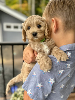 Adorable apricot with white markings F1 male Cockapoo puppy lovingly held during the puppies final photo shoot at Chesley Hill Cockapoos, Massachusetts premier Cockapoo breeder with Cockapoo puppies for sale to families in NH, ME, VT, CT, RI, NY, NYC, NJ, PA, MD, Washington DC, all of New England and the East Coast.