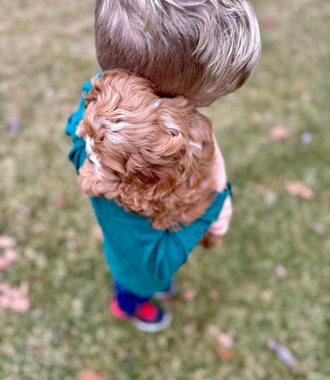 Apricot with white markings female Cockapoo puppy lovingly held by a young boy in a green vineyard vines shirt while posing outdoors for the pups last photo shoot at Chesley Hill Cockapoos, New Hampshire Cockapoo breeder with Cockapoo puppies for sale to families in Boston, Cape Cod, Massachusetts, Manhattan, NYC, DUMBO, New York, Newport, Rhode Island, Hartford, Connecticut, Newark, New Jersey, Philadelphia, Pennsylvania, Portsmouth, New Hampshire, Vermont, Maine, Washington DC, Maryland, all of New England and the East Coast.