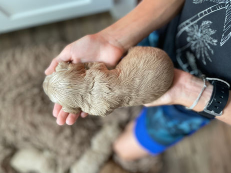 Beautiful female F1b Cockapoo puppy lovingly raised by Chesley Hill Cockapoos, NH Cockapoo breeder raising Cockapoo puppies for families in New Hampshire, Massachusetts, Connecticut, Rhode Island, New York, Maine, Vermont, New Jersey, Philadelphia, Pennsylvania, Washington DC, Virginia, all of New England and the East Coast.