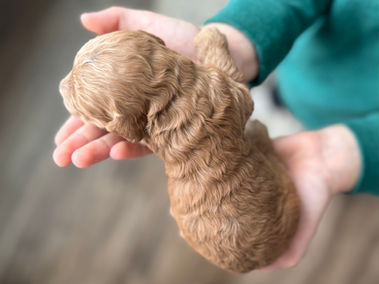 Handsome apricot male Cockapoo puppy lovingly held in a young boys hands for the pups newborn photo shoot at Chesley Hill Cockapoos, NH Cockapoo breeder with Cockapoo puppies for sale to loving families in Boston, Cape Cod, Massachusetts, Newport, Rhode Island, Hartford, Connecticut, NYC, Manhattan, Brooklyn, New York, Newark, NJ, Portsmouth, NH, ME, VT, Washington DC, MD, all of New England and the East Coast.