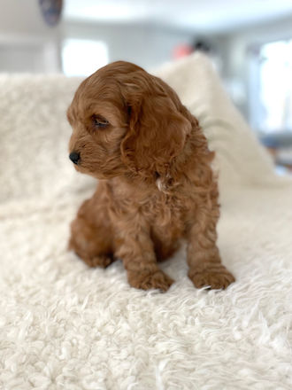 Adorable apricot male cockapoo puppy with white chest and black button nose posing adorably for his last photo shoot at Chesley Hill Cockapoos, a family breeder of Cockapoo puppies located in NH and providing happy and healthy Cockapoo puppies to loving families in Boston, Massachusetts, all of New England and the East Coast.