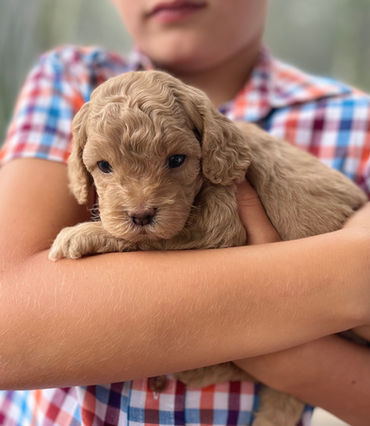 F1b Cockapoo puppy Chesley Hill Cockapoos Cockapoo breeder New England, Boston, Massachusetts, New York, Connecticut, Rhode Island, Newark, Maine, Vermont, New England.