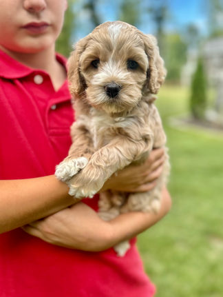 Handsome light apricot with white markings F1 Cockapoo puppy lovingly held for his sunny summer 5 week puppy photo shoot at Chesley Hill Cockapoos NH Cockapoo breeder with Cockapoo puppies for sale to families in NH, MA, VT, CT, RI, ME, NJ, NY, PA, Washignton DC, MD, all of New England and the East Coast.