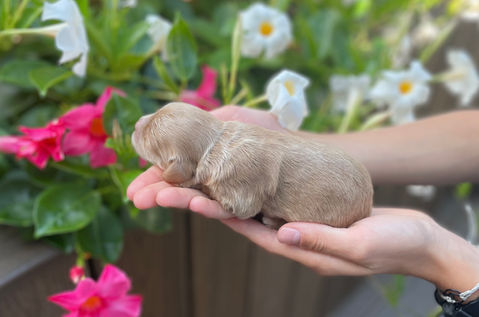 Adorable cockapoo puppy lovingly raised in NH by Chesley Hill Cockapoos, New England Cockapoo breeder with Cockapoo puppies for sale in New Hampshire, Massachusetts, Connecticut, New York, NYC, Philadelphia, New Jersey, Rhode Island, Maine, Vermont, Maryland, Washington DC and all of New England.