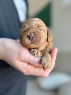 Adorable F1b Cockapoo puppy lovingly held in the hands of a young boy for the pups first formal photo shoot at Chesley Hill Cockapoos, New England Cockapoo breeder with Cockapoo puppies for sale to families in Boston, MA, Hartford, CT, Newport, RI, Manhattan, Brooklyn, NYC, NY, Newark, NJ, ME, NH, VT, Washington DC, MD, all of New England and the East Coast.