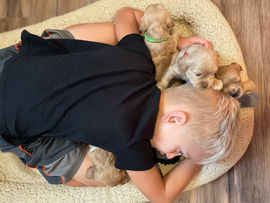 Cockapoo puppies for sale to loving families in Boston, Cape Cod, Massachusetts, Newport, Rhode Island, New York, New York City, Manhattan, Brooklyn, Washington DC, Marlyand, Maine, New Hampshire, Connecticut, Hartford, all of New England and the East Coast.