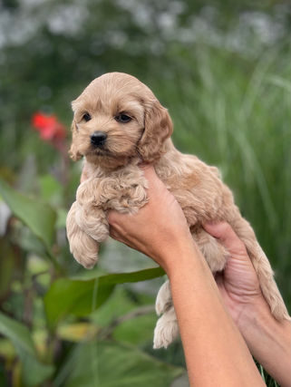 Petite female Cockapoo puppy lovingly held for her outdoor photo shoot in beautiful NH, where she is being lovingly raised by Chesley Hill Cockapoos, New England's premier Cockapoo family breeder.