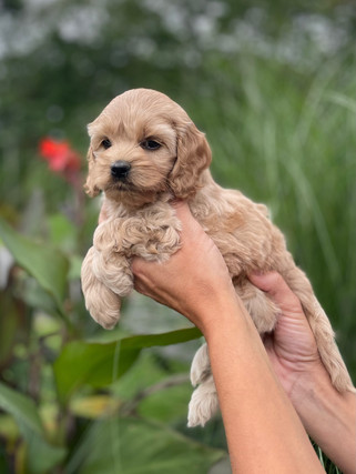 Petite female Cockapoo puppy lovingly held for her outdoor photo shoot in beautiful NH, where she is being lovingly raised by Chesley Hill Cockapoos, New England's premier Cockapoo family breeder.