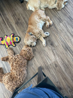 Beautiful apricot female Cockapoo puppy living her best life as part of the Chesley Hill Cockapoos family.  Chesley Hill Cockapoos is a family breeder of Cockapoo puppies located just north of Boston, providing happy and healthy Cockapoo puppies to loving families in Boston, MA, NYC, NY, CT, RI, VT, NH, ME, all of New England and the East Coast.