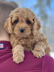 Beautiful apricot female F1b Cockapoo puppy lovingly held during her 6 week outdoor photo shoot at Chesley Hill Cockapoos, New Hampshire Cockapoo breeder with Cockapoo puppies for sale to families in NY, CT, RI, MA, PA, ME, NH, VT, NJ, Washington DC, MD, all of New England and the East Coast.