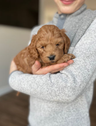 Handsome apricot cockapoo puppy looking adorable for his 5 week photo shoot at Chesley Hill Cockapoos, a family breeder located in NH and providing Cockapoo puppies to families in Massachusetts, Boston, NYC, all of New England and the East Coast.