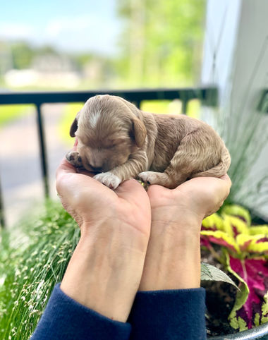 One week old male apricot Cockapoo puppy held lovingly in a woman's hands during the puppies outdoor photo shoot with a backdrop of vibrant greens, pinks, red and purple flowers and bright sunshine.  The pup is being raised as part of the Chesley Hill Cockapoos family, a New England Cockapoo breeder providing happy and healthy Cockapoo puppies to loving families in NH, VT, CT, ME, MA, Boston, RI, NY, NYC, all of New England and the East Coast.
