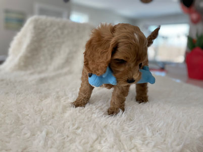 Adorable apricot with white markings male pup posing on a cream faux fur blanket during his last photo shoot at Chesley Hill Cockapoos, a family breeder of Cockapoo puppies located in NH and providing Cockapoo puppies to loving families in Boston, Massachusetts, all of New England and the East Coast.