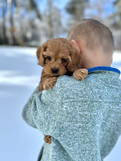 Beautiful apricot female F1b Cockapoo puppy lovingly held by a young boy for her 6 week photo shoot at Chesley Hill Cockapoos, New England Cockapoo breeder with Cockapoo puppies for sale to families in New York, Massachusetts, Connecticut, Rhode Island, New Jersey, Maine, New Hampshire, Vermont, Washington DC, Philadelphia, all of New England and the East Coast.