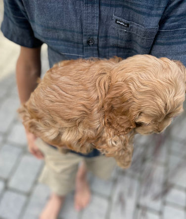 Female apricot Cockapoo puppy lovingly held during her last photo shoot at Chesley Hill Cockapoos, family breeder of Cockapoo puppies in NH, providing happy and healthy Cockapoo puppies to families in NH, MA, VT, RI, CT, NYC, NY, MD, NJ, ME, FL all of New England and the East Coast.