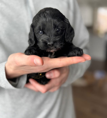 F1 Cockapoo puppy lovingly raised by Chesley Hill Cockapoos Florida's premier Cockapoo breeder with Cockapoo puppies for sale to families in Miami, Naples, Florida, NH,MA, VT, ME, CT, NY, MD, VA, GA, NC, SC, TX, WA, OR, CA, FL all of New England and East Coast to West Coast