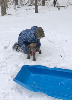 Stunning Chocolate Cocker Spaniel momma living her best life in NH as part of the Chesley Hill Cockapoos family, premier family Cockapoo breeder in NH providing Cokapoo puppies to families in Boston, Cape Cod, Massachusetts, Hartford, CT, New York City, Manhattan, Brooklyn, Dumbo, New York, Philadelphia, PA, Portsmouth, Hooksett, NH, Portland, Kennybunkport, ME, Newport, RI, Morris County, Spring Lake, NJ, Vermont, all of New England and the East Coast.