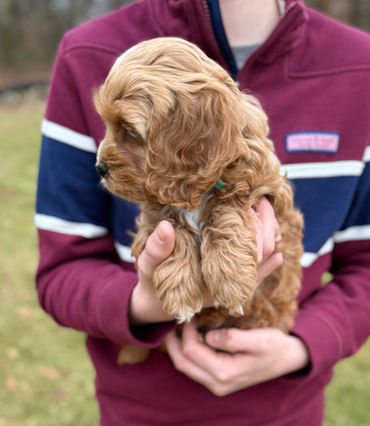 Apricot with white markings female Cockapoo puppy lovingly held by a young boy in a maroon and blue vineyard vines shirt while posing outdoors for the pups last photo shoot at Chesley Hill Cockapoos, New Hampshire Cockapoo breeder with Cockapoo puppies for sale to families in Boston, Cape Cod, Massachusetts, Manhattan, NYC, DUMBO, New York, Newport, Rhode Island, Hartford, Connecticut, Newark, New Jersey, Philadelphia, Pennsylvania, Portsmouth, New Hampshire, Vermont, Maine, Washington DC, Maryland, all of New England and the East Coast.