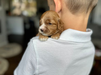 2 week old F1 Cockapoo puppy lovingly raised by Chesley Hill Cockapoos Connecticut's premier Cockapoo breeder with Cockapoo puppies for sale to families in MA, ME, VT, NH, NY, CT, NYC, RI, PA, Washington DC, MD, all of New England and the East Coast.