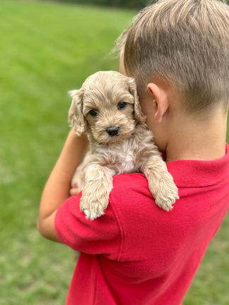 Handsome apricot with white markings F1 Cockapoo puppy lovingly held for his sunny summer 5 week puppy photo shoot at Chesley Hill Cockapoos NH Cockapoo breeder with Cockapoo puppies for sale to families in NH, MA, VT, CT, RI, ME, NJ, NY, PA, Washignton DC, MD, all of New England and the East Coast.