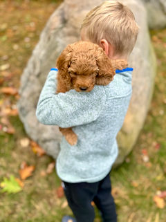 Adorable apricot F1b Cockapoo puppy lovingly held by a young boy on a lovely New England Fall Day for the pups' final photo shoot at Chesley Hill Cockapoos NH Cockapoo breeder with puppies for sale to families in MA, NYC, CT, RI, NH, NJ, VT, ME, MD, Washington DC, all of New England and the East Coast.