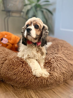 Cocker Spaniel lovingly raised as part of the Chesley Hill Cockapoos family in NH. Chesley Hill Cockapoos is a family breeder of Cockapoo puppies in NH, with Cockapoo puppies for sale to families in Boston, MA, Newark, NJ, Newport, RI, Hartford, CT, New York City, NY, Washington DC, MD, VT, ME, all of New England and the East Coast.