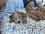 Apricot Cockapoo puppies sleeping on an earthtoned dog bed while being raised by Chesley Hill Cockapoos a boutique family breeder of Cockapoo puppies in New England.