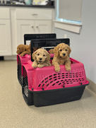 Cockapoo puppies raised in NH by Chesley Hill Cockapoos New England's premier Cockapoo breeder with puppies for sale to families in MA, CT, CA, FL, VA, MD, ME, NH, RI, NJ, NY NYC, all of New England and East Coast to West Coast.