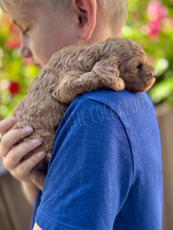 F1b red female Cockapoo puppy raised in NH by Chesley Hill Cockapoos New Hampshire's premier Cockapoo breeder with Cockapoo puppies for sale to families in CT, RI, NH, NJ, MA, NYC, NY, ME, VT, PA, Washington DC, MD, NC, FL, CA, TX, OR, WA, all of New England and East Coast to West Coast.