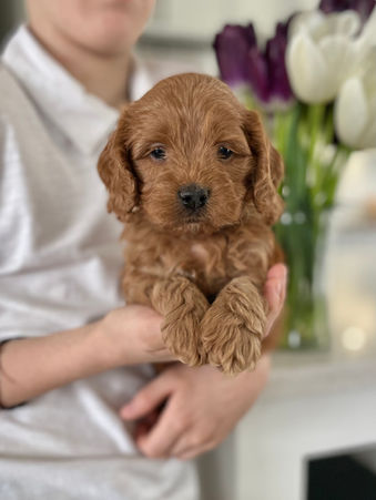 Apricot Cockapoo puppy looking oh so adorable as he poses for the camera for his 5 week phoot shoot at Chesley Hill Cockapoos, a boutique family breeder of Cockapoo puppies in New England, helping loving families thoughout Boston, Massachusetts, RI,CT, NYC, ME, NH, all on New England and the East Coast find their fur-ever Cockapoo puppy.